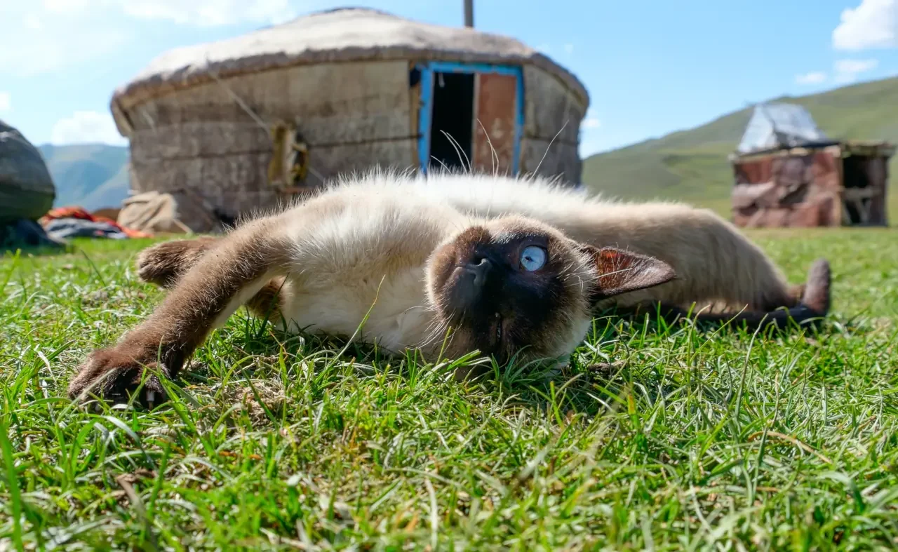 Кошка лежит на траве возле круглой юрты.